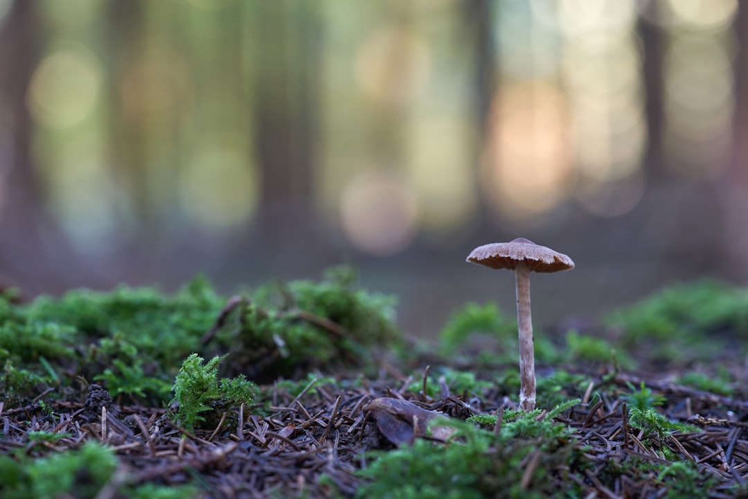 macro photography of brown mushroom near green grasses