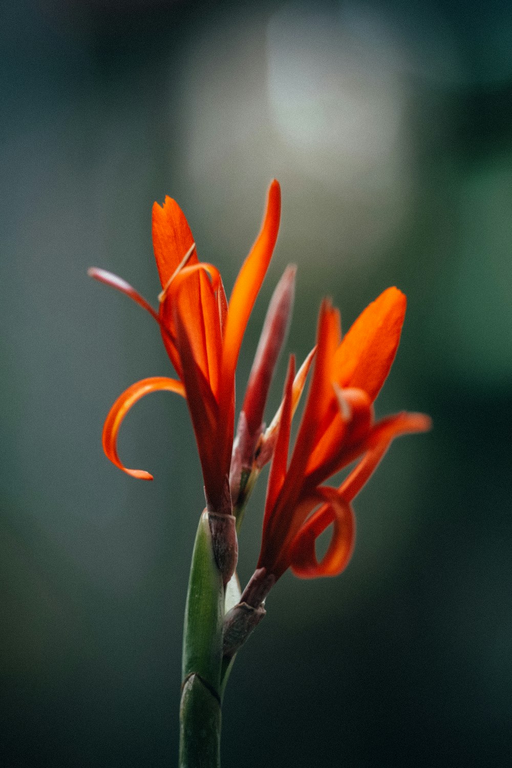 macro photography of orange petaled flower