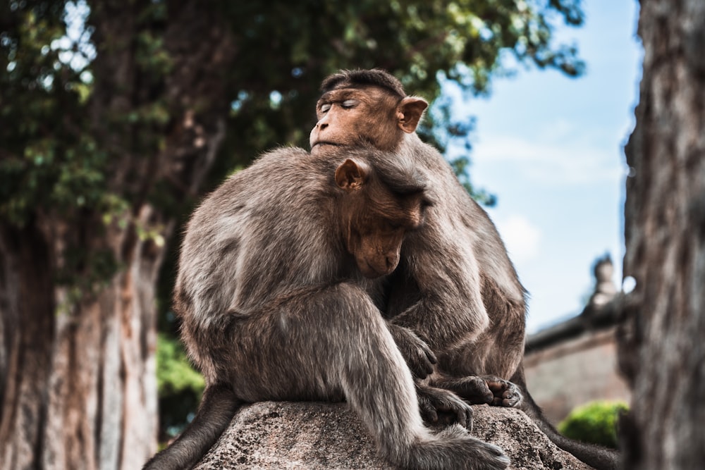 two primate sitting on rock