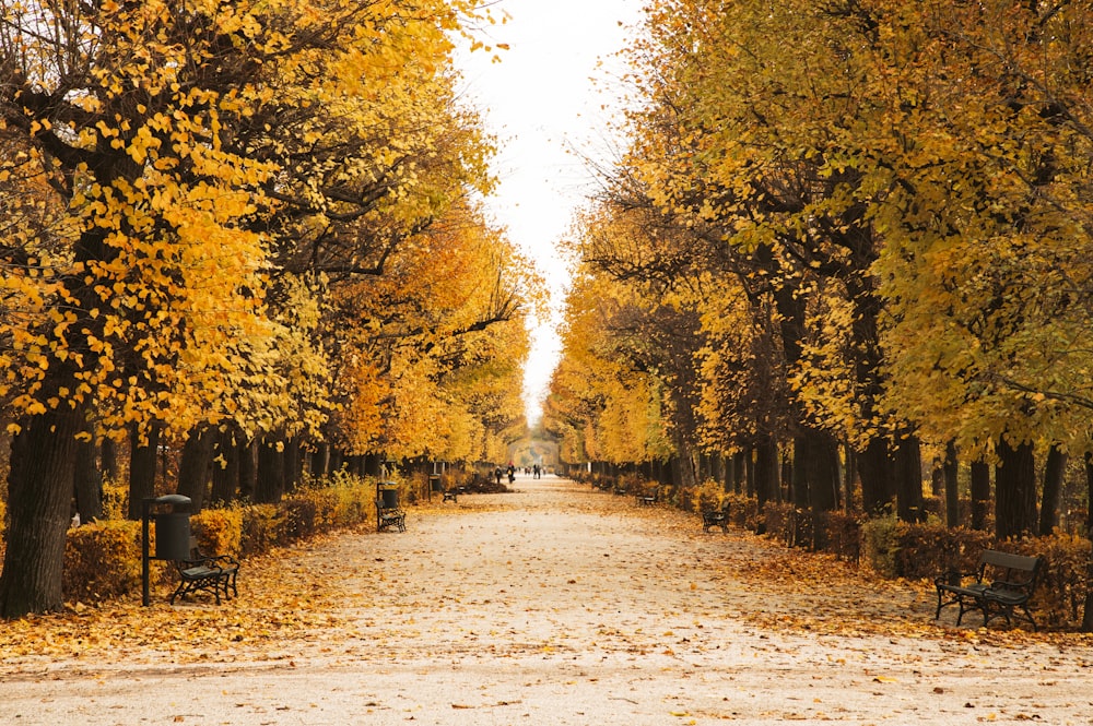 footpath during daytime