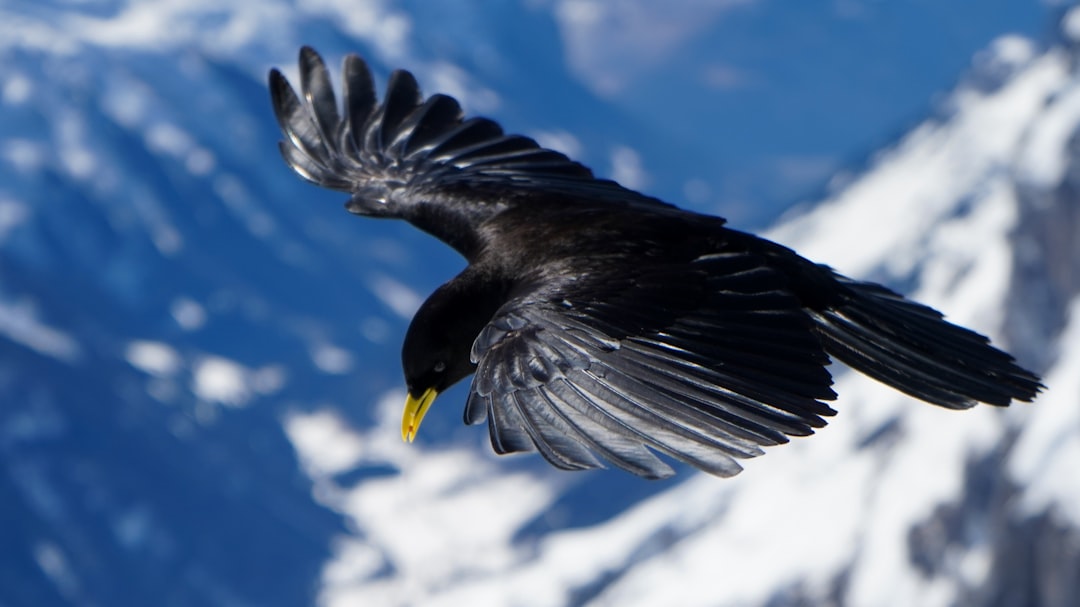 Wildlife photo spot Titlis Oberried am Brienzersee