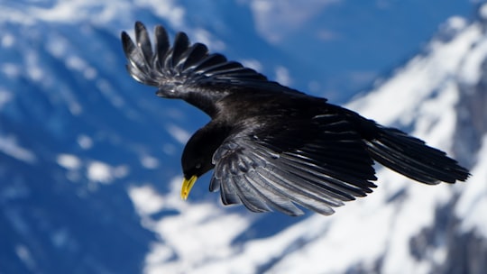 soaring bird over mountains in Titlis Switzerland
