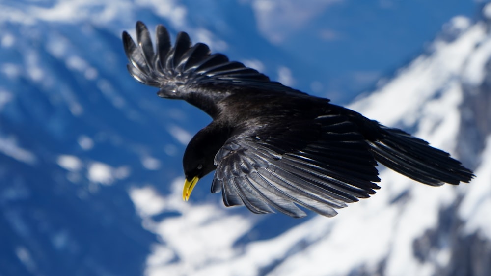 soaring bird over mountains