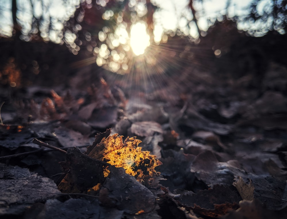 leaves on ground