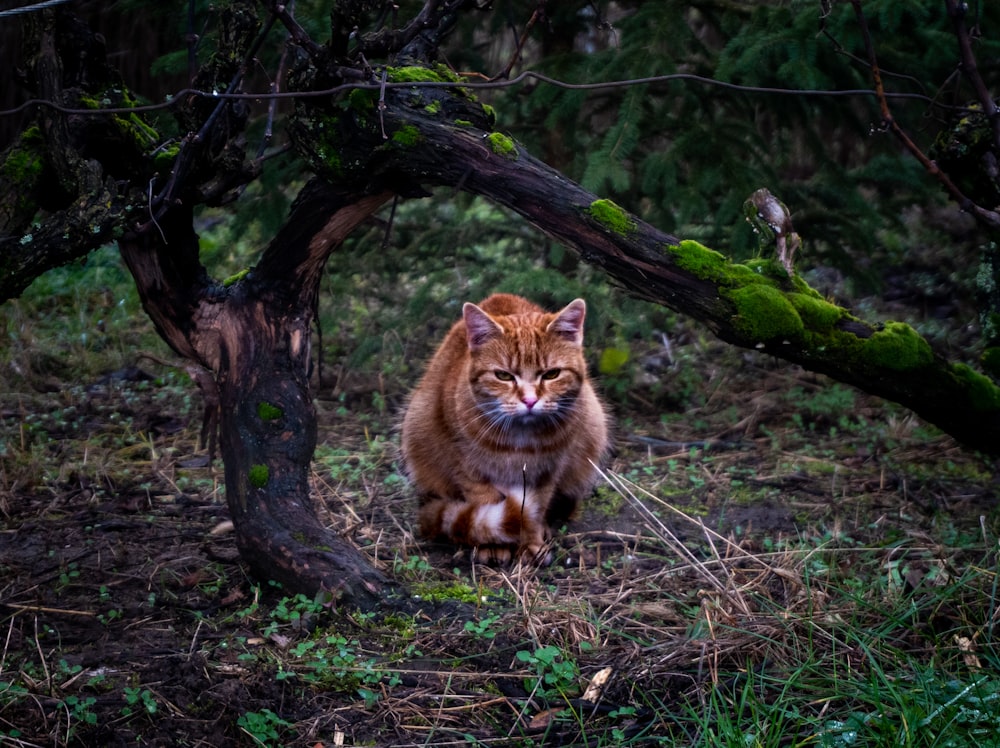 orange tabby cat under tree