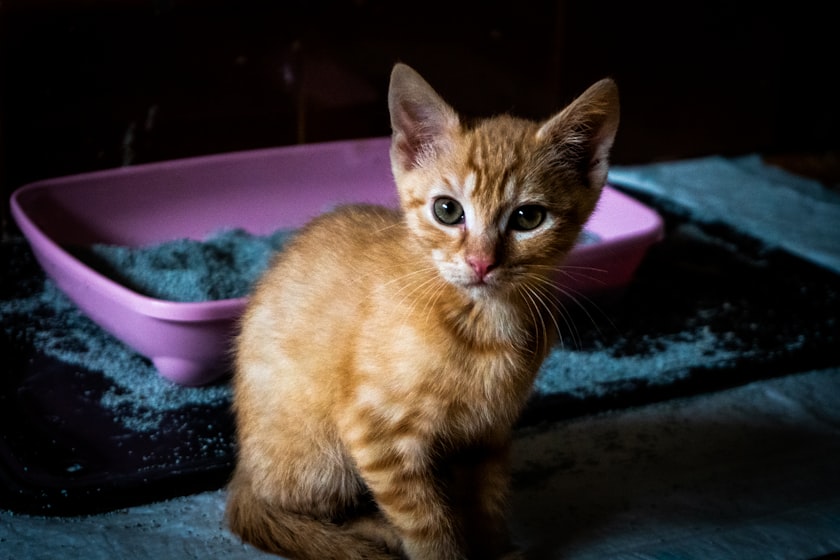 猫用トイレのそばにいる子猫