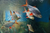 Several fish with silvery bodies and vibrant red-orange fins swim gracefully in a clear aquarium. The blue and green hues of the water create a calm and serene backdrop for the fish.