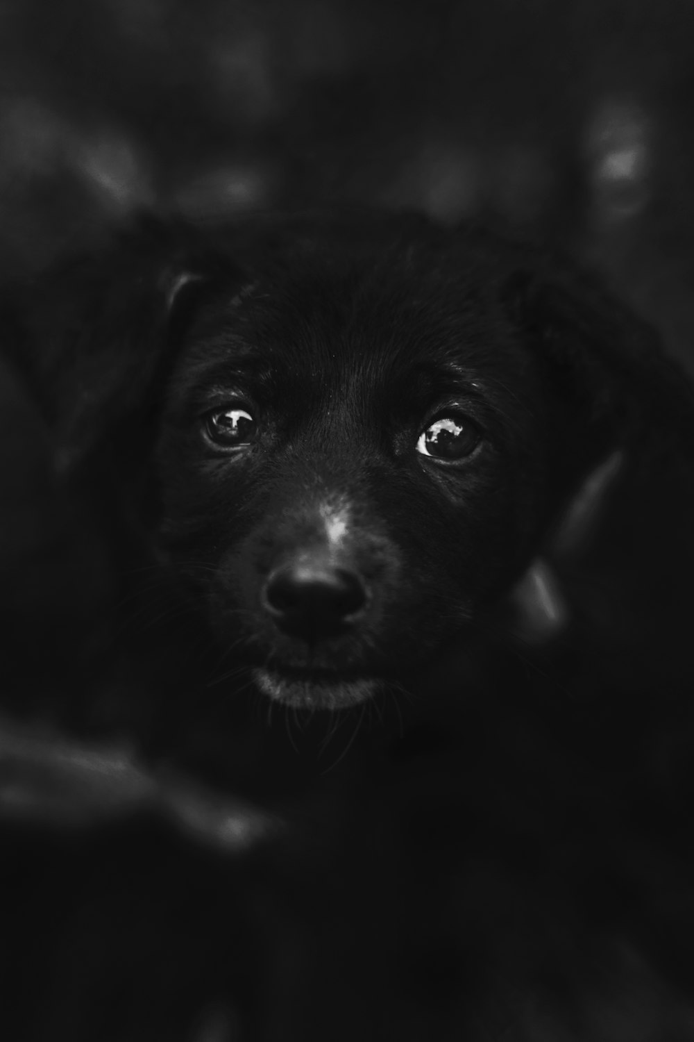 grayscale photo of black puppy