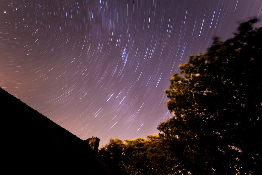 trees during night