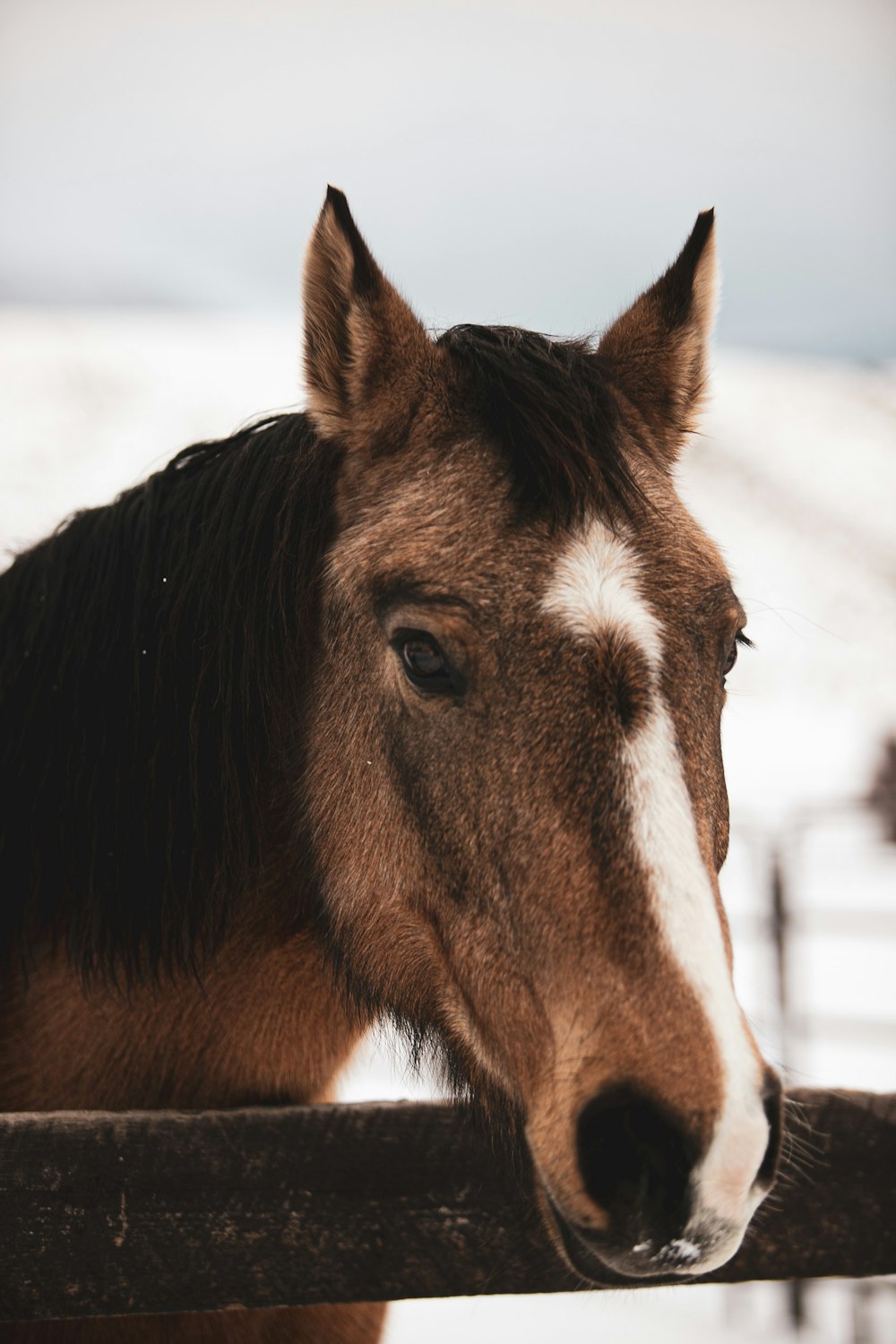 brown and white horse near fence