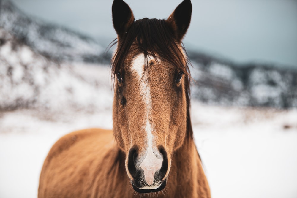 closeup photo of brown horse