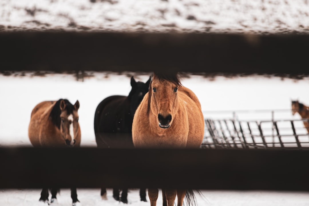 brown horse