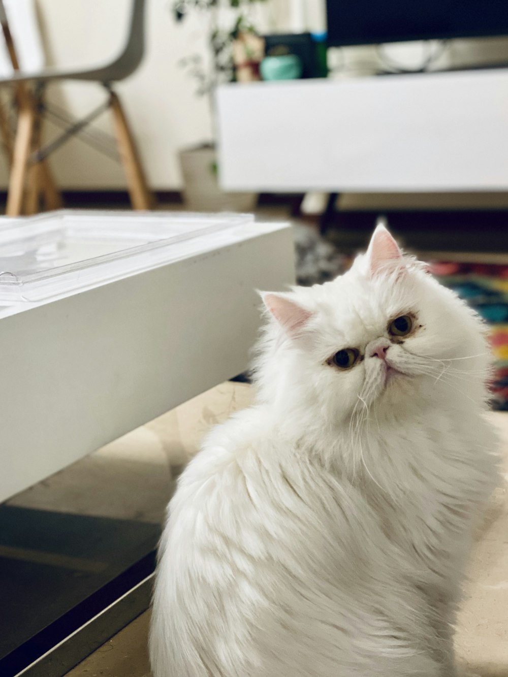 white cat beside coffee table