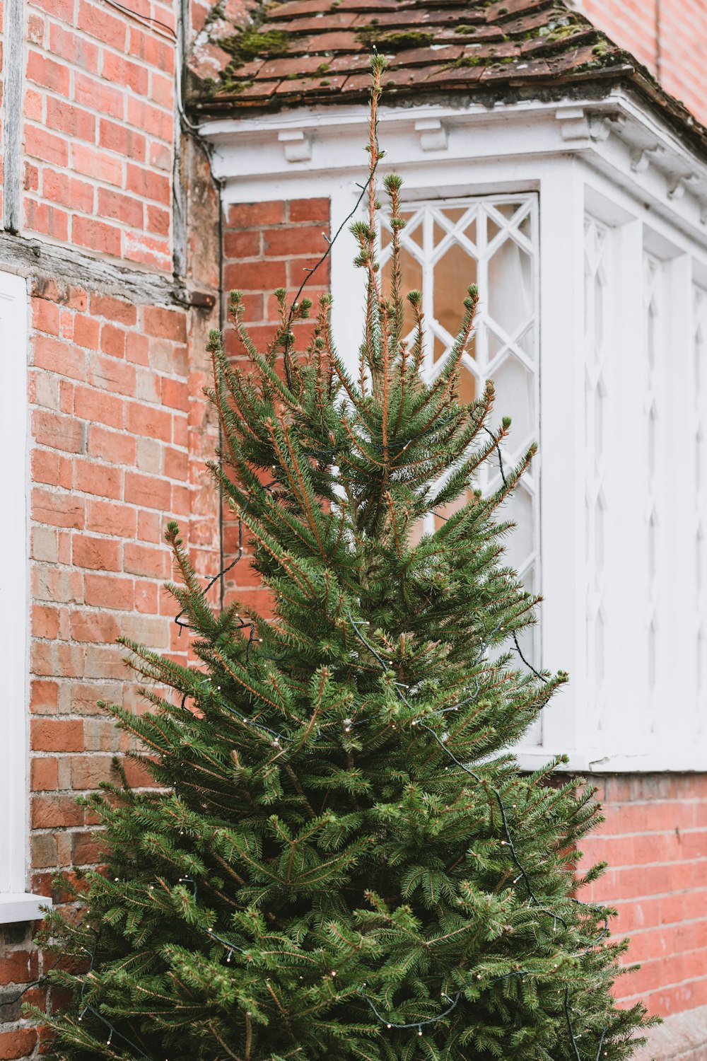 green pine tree beside wall