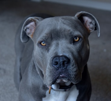 gray and white dog looking at the camera