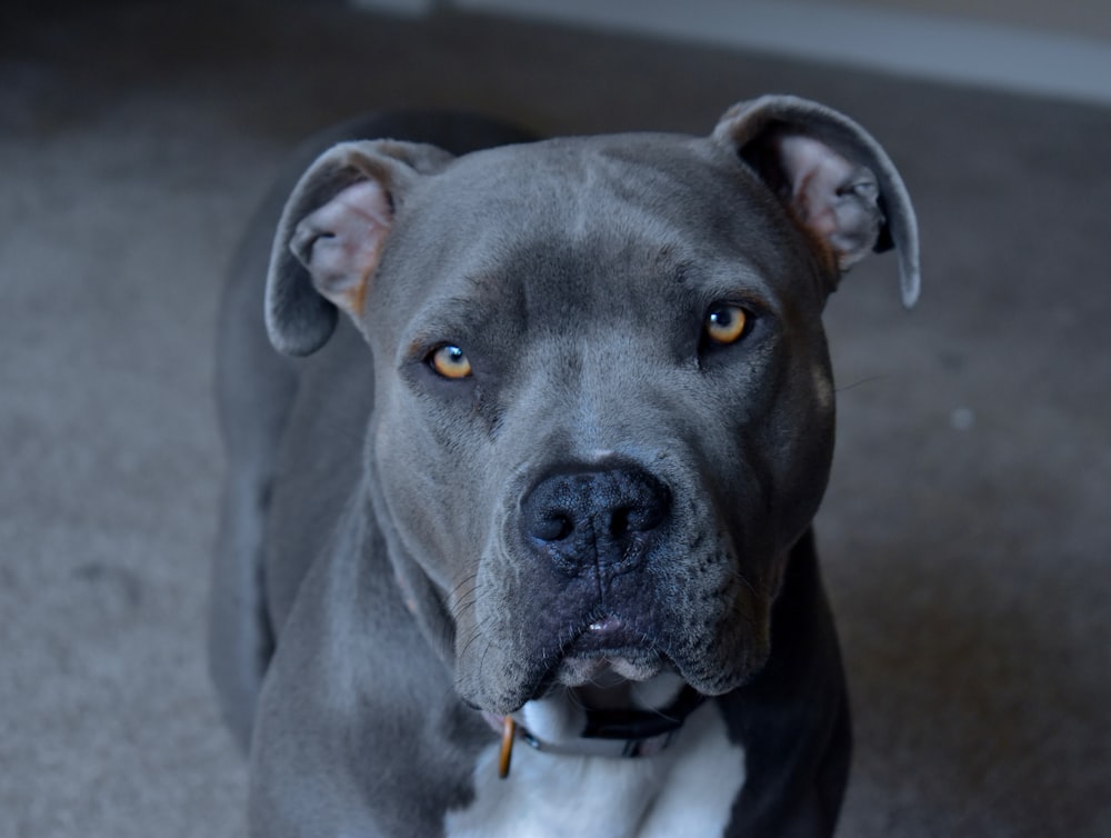 gray and white dog looking at the camera