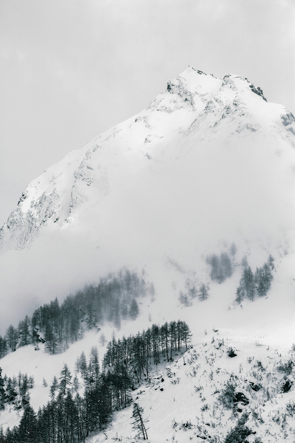 trees on snow-covered mountain