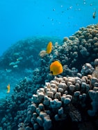 yellow fish over corals
