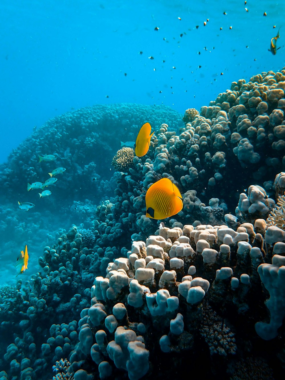 Peces amarillos sobre corales