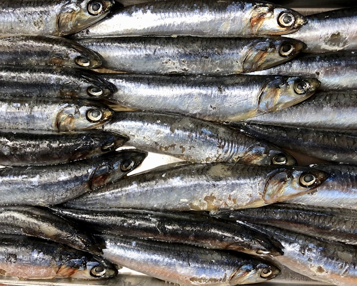 Fresh anchovies at the fish counter of a grocery store