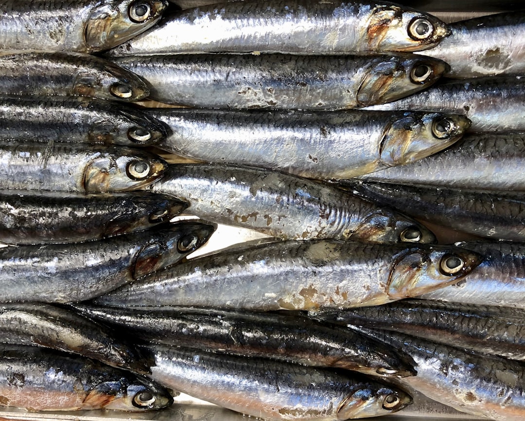 small fish, Fresh anchovies at the fish counter of a grocery store