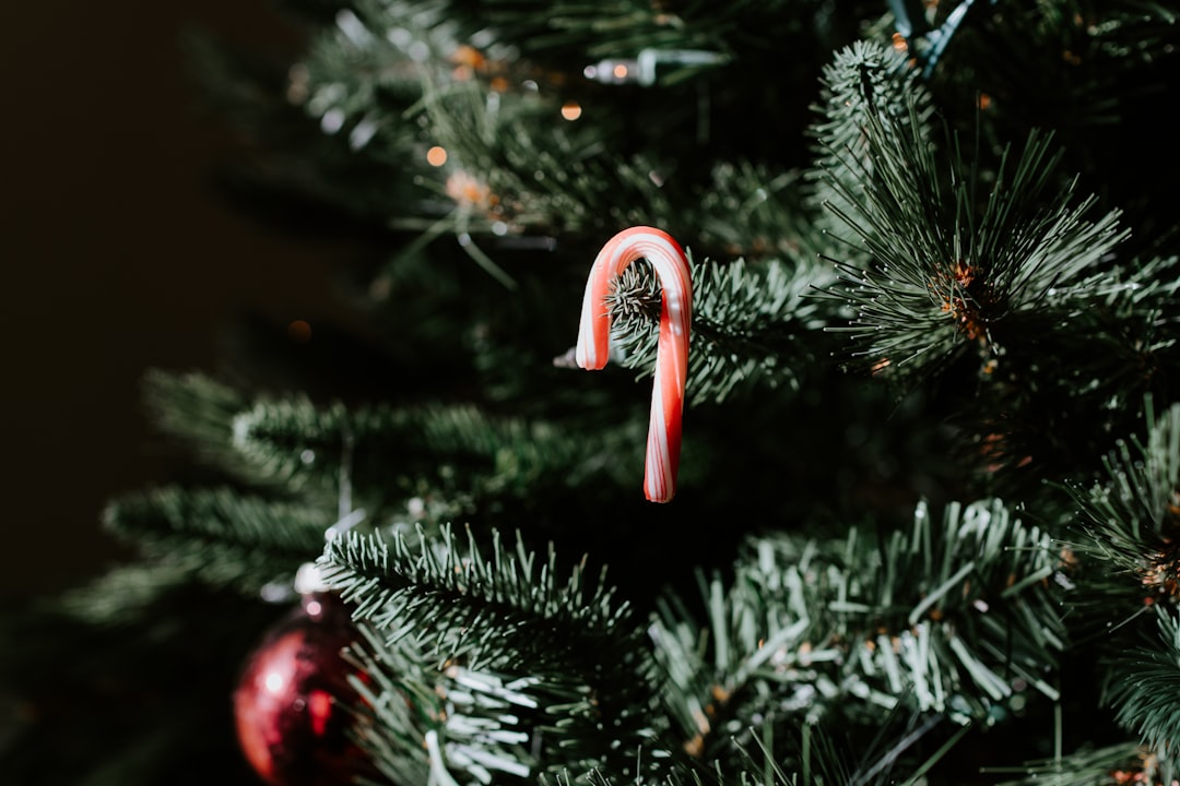 macro photography of red and white candy cane on green Christmas tree