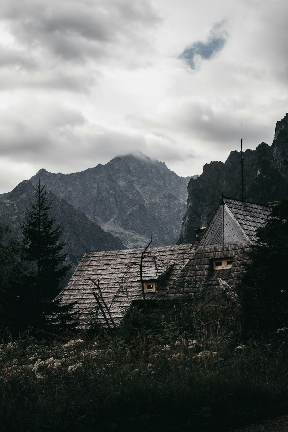 pine trees beside house during daytime