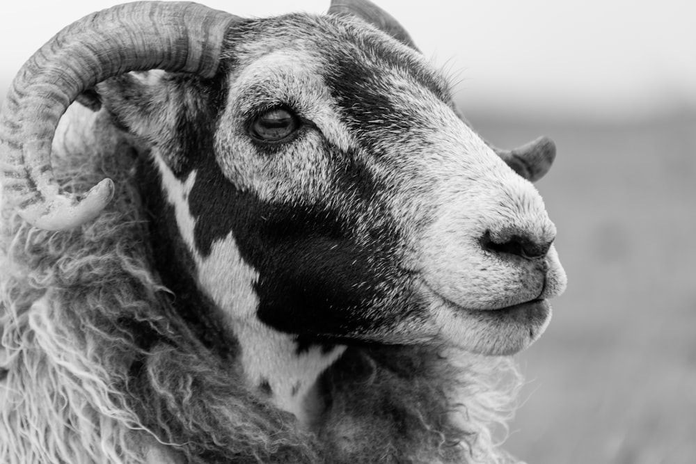 grayscale photo of goat