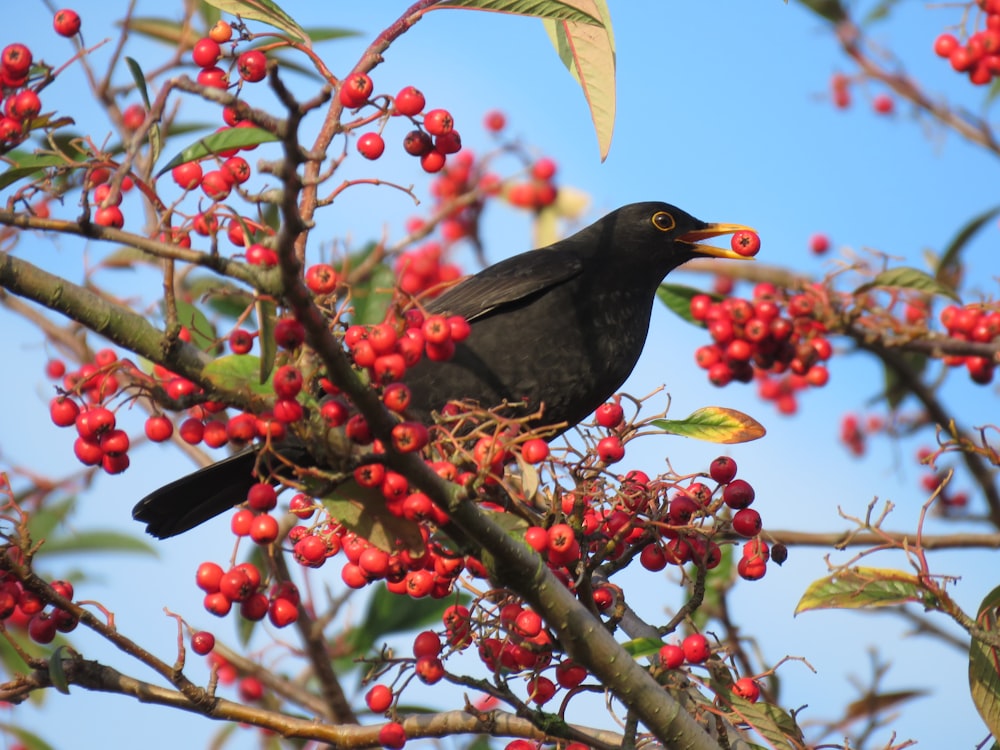 black bird perching on red berry tree