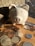 A ceramic piggy bank is surrounded by a collection of various coins on a wooden table, illuminated by warm sunlight. The piggy bank is prominently placed in the center, while the coins are scattered around, creating a sense of abundance.