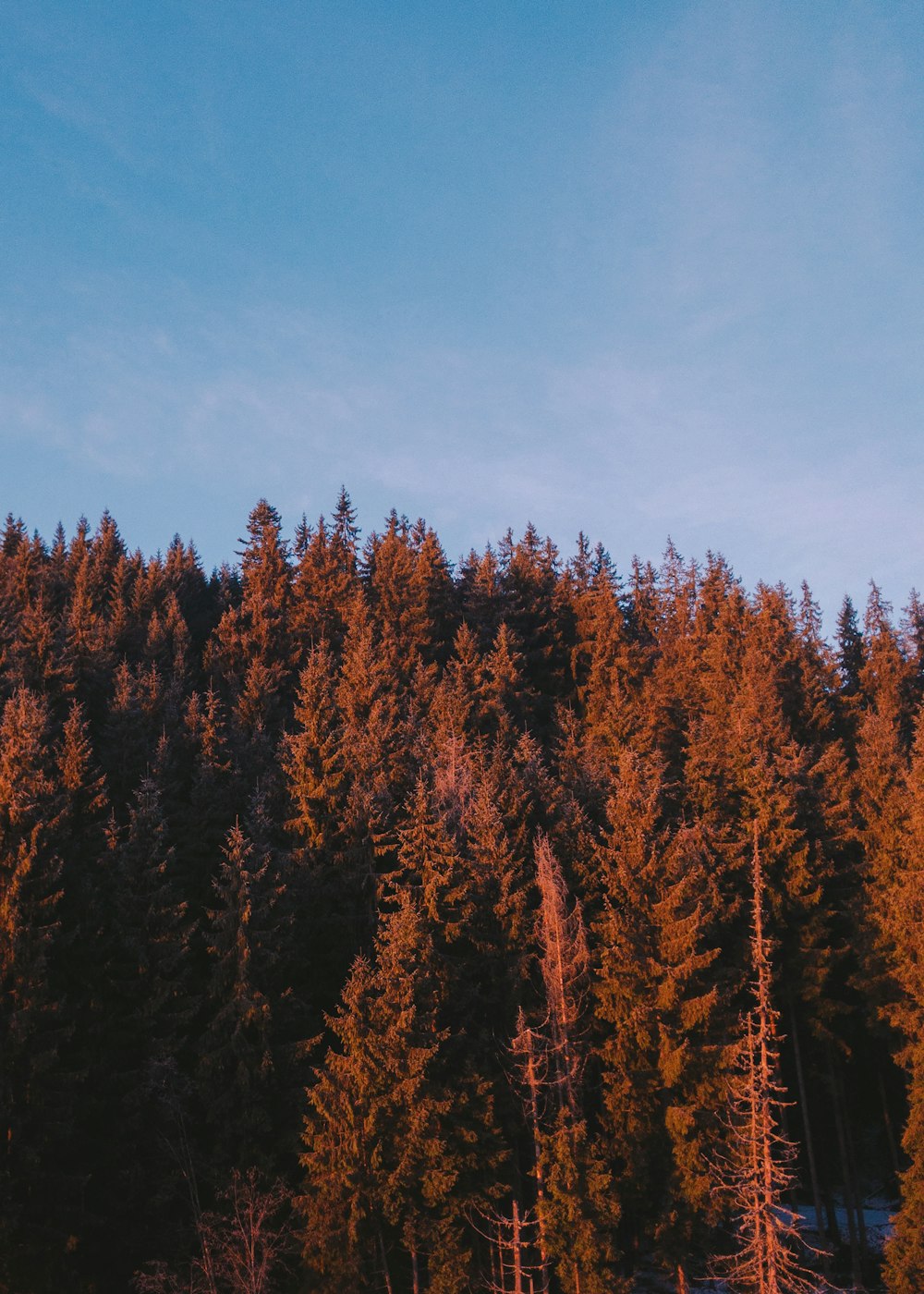 green-leafed pine trees