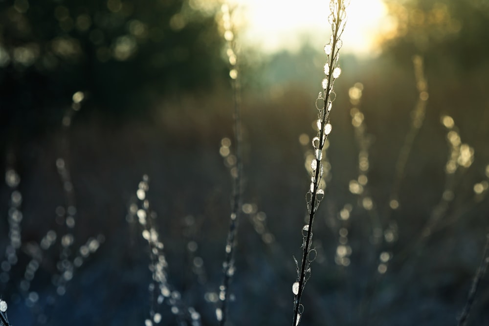 a close up of water droplets on a plant