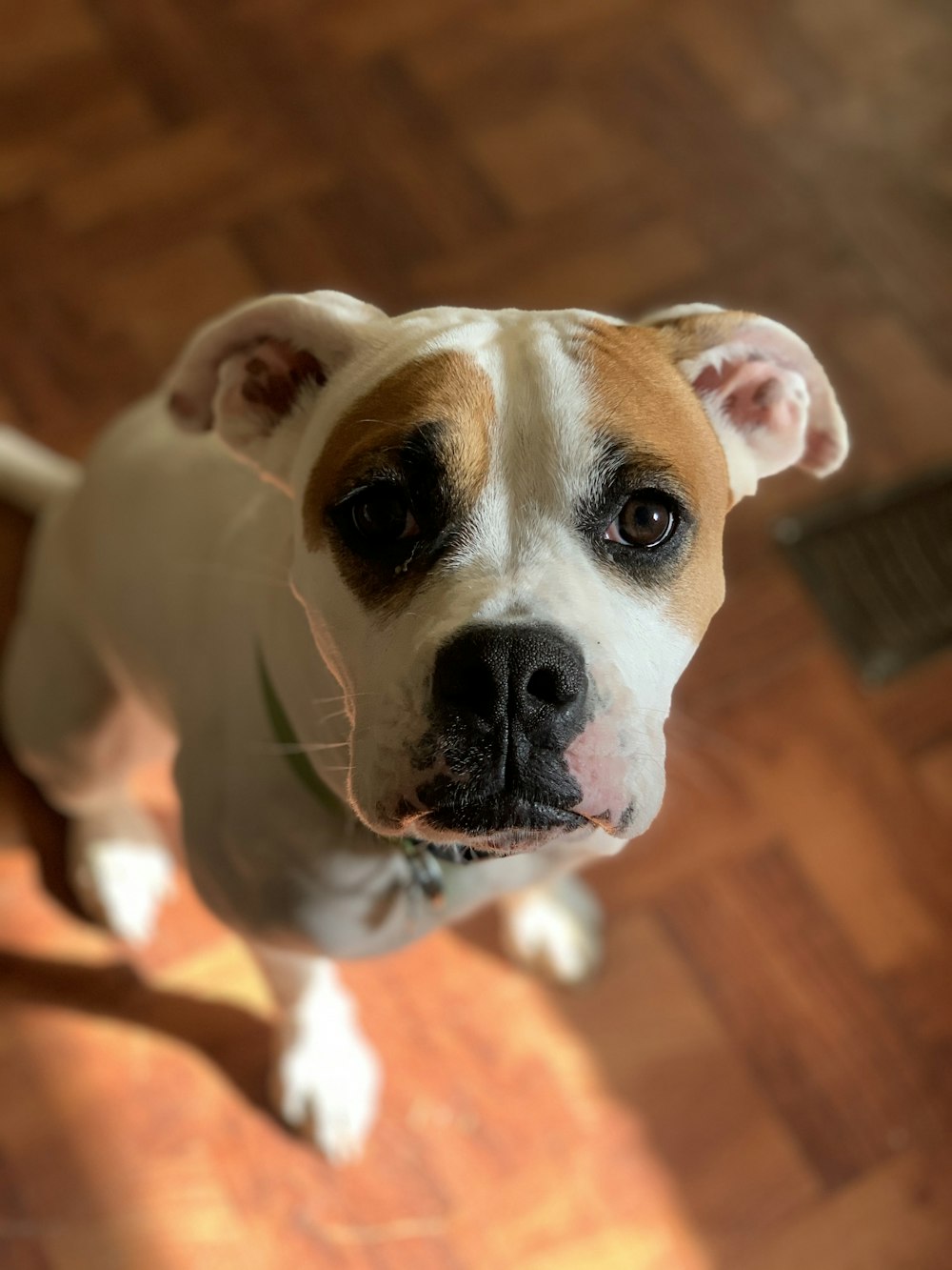 white and brown dog