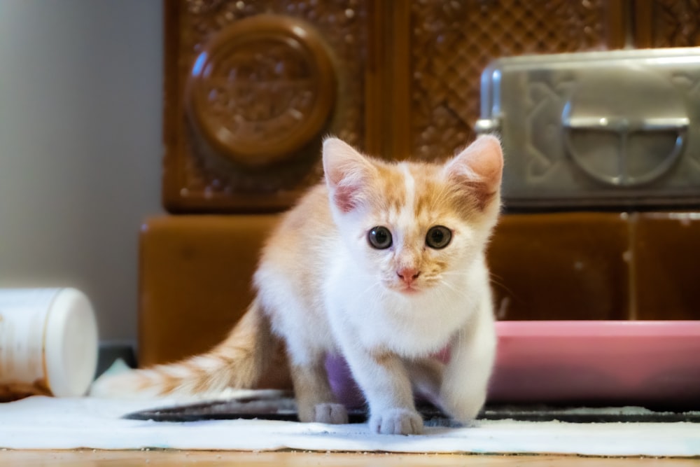 short-fur white and orange kitten