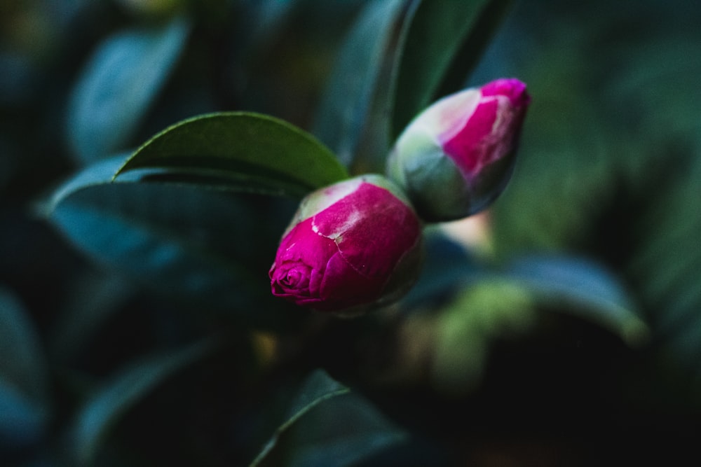 selective focus photography of pink flowers