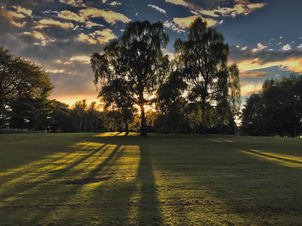 green tall trees