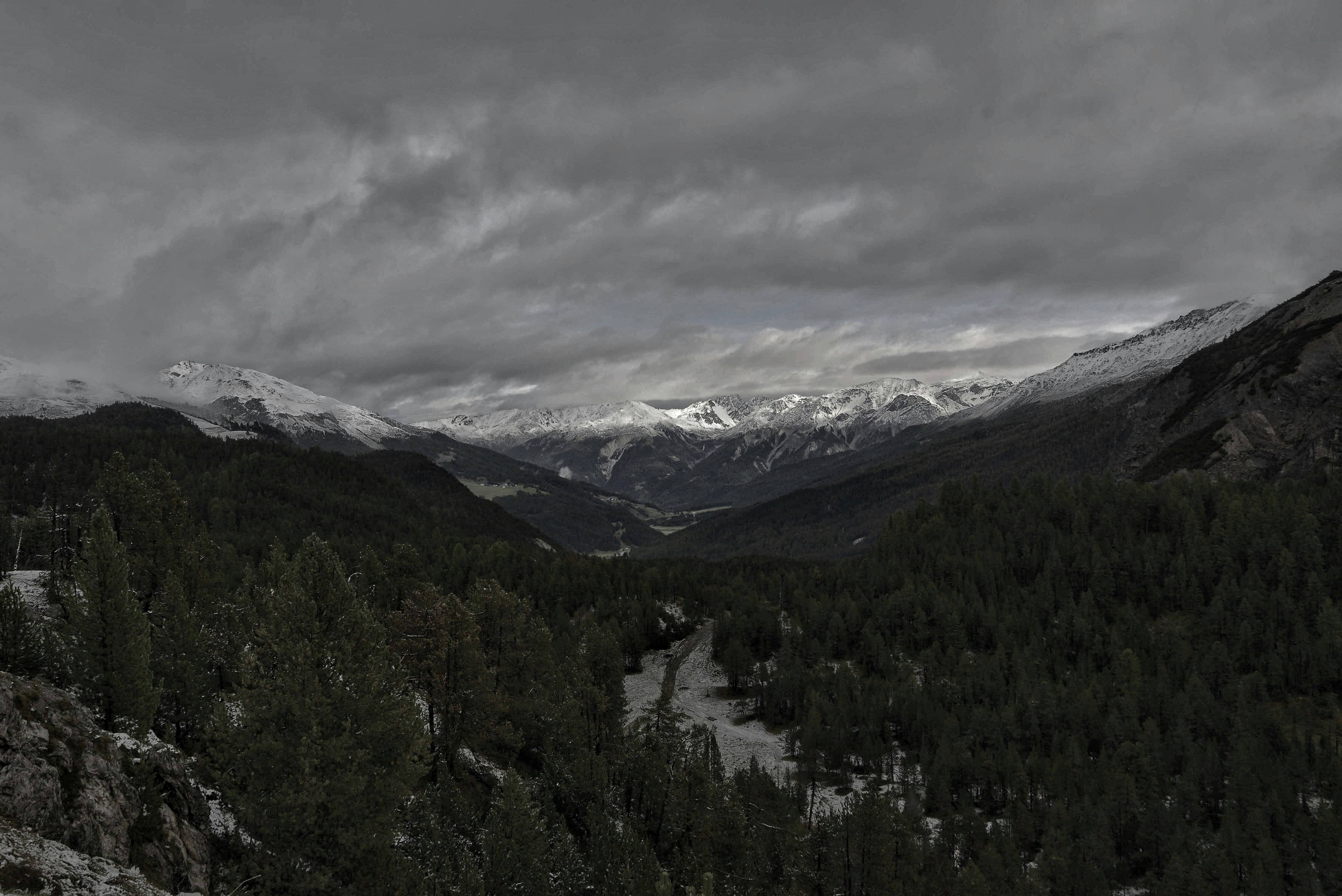 Arbres sur le terrain