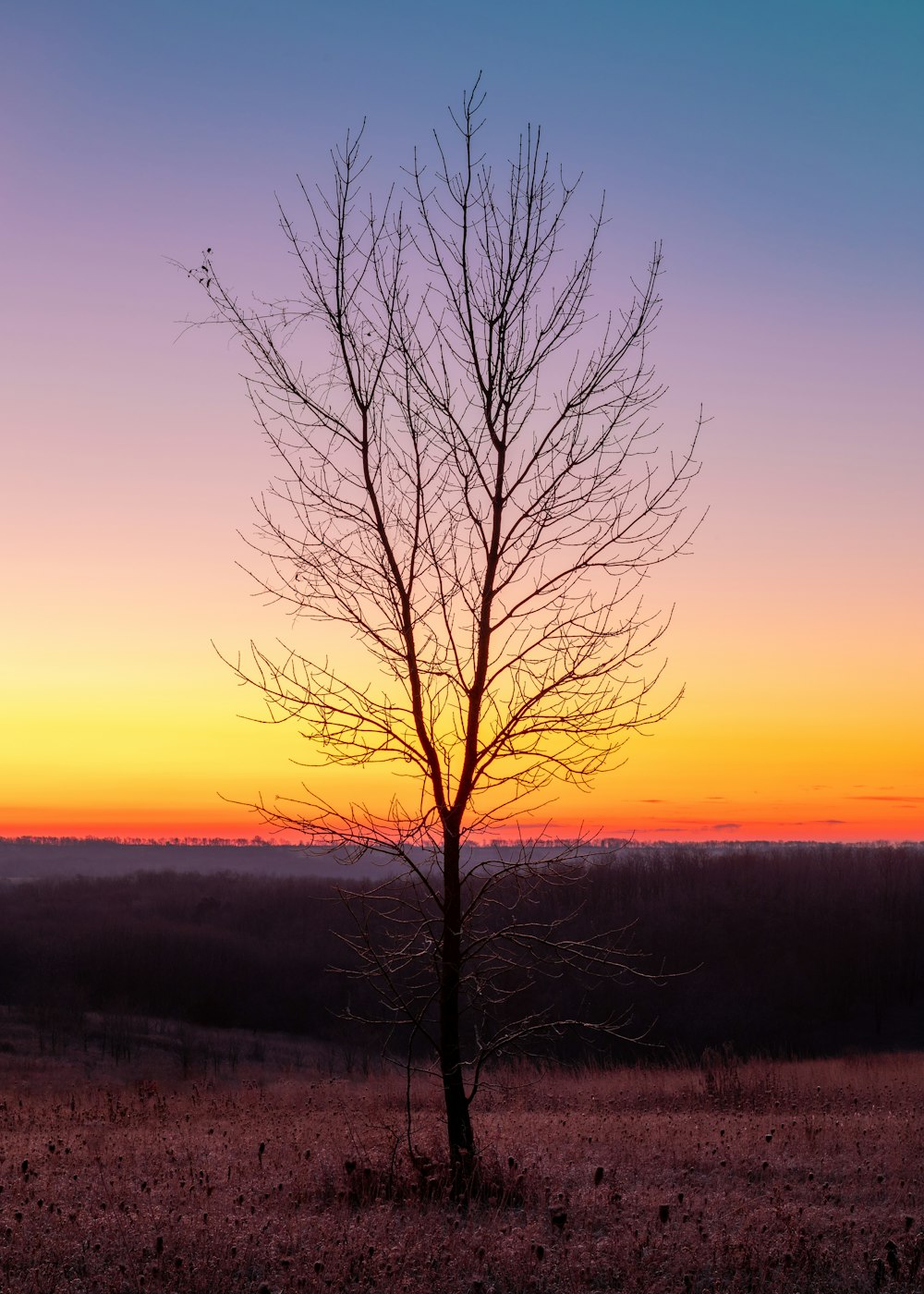 silhouette of bare tree