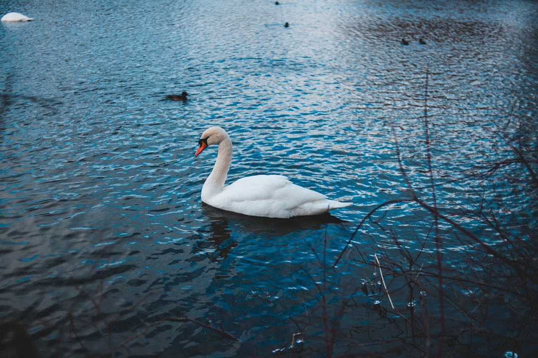 shallow focus photo of swan on body of water
