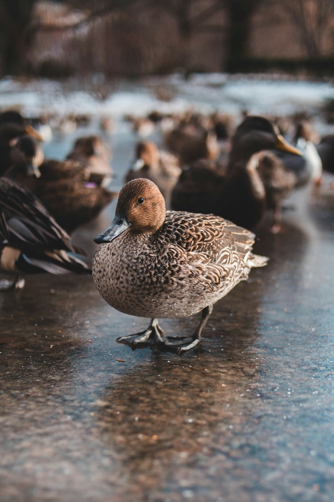 brown duck