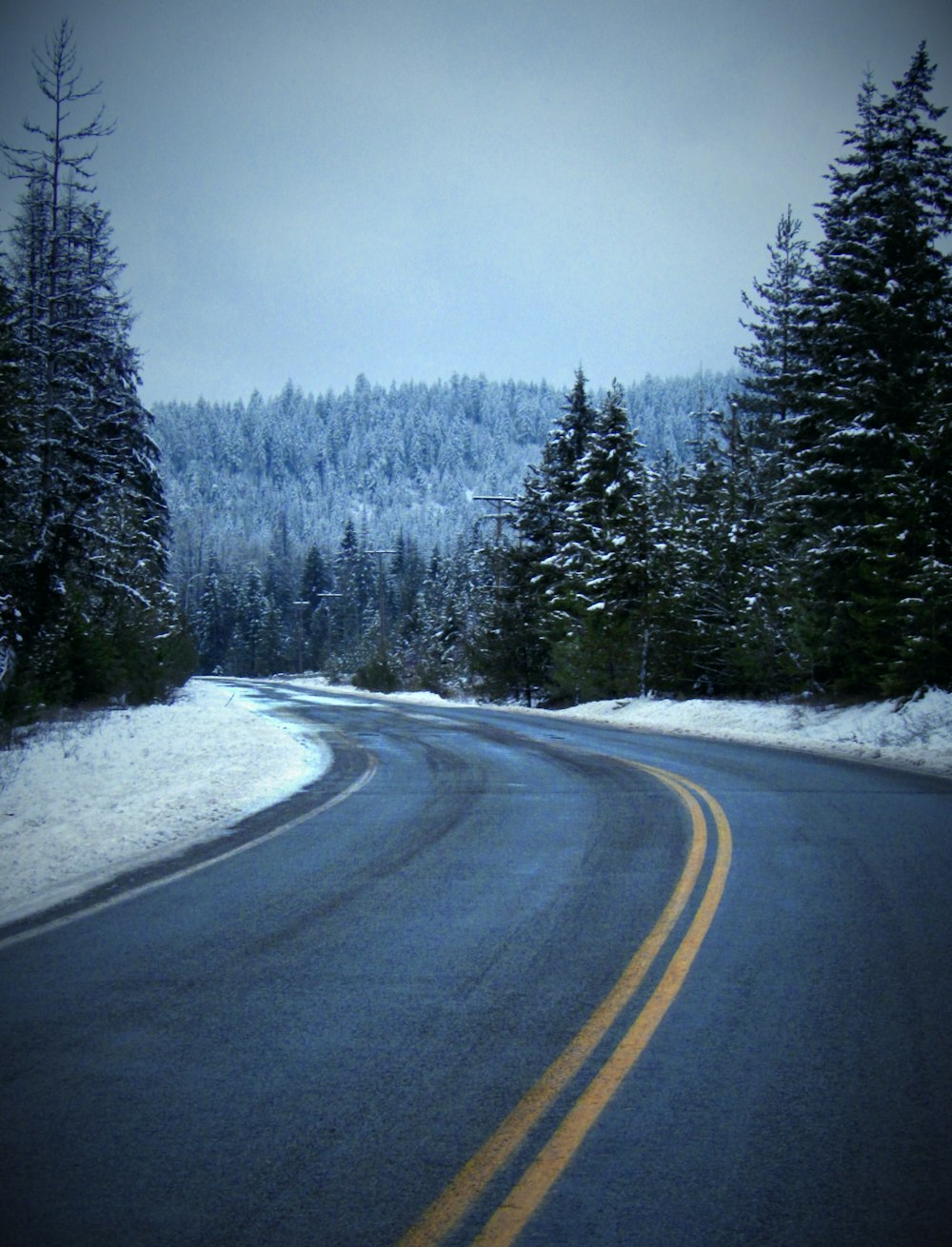 road and pine trees