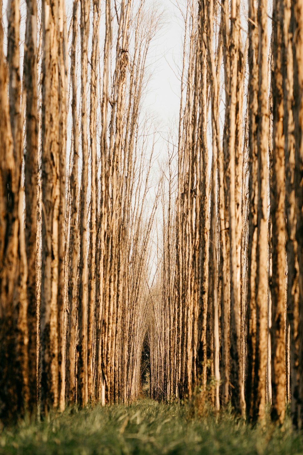 árvores nuas