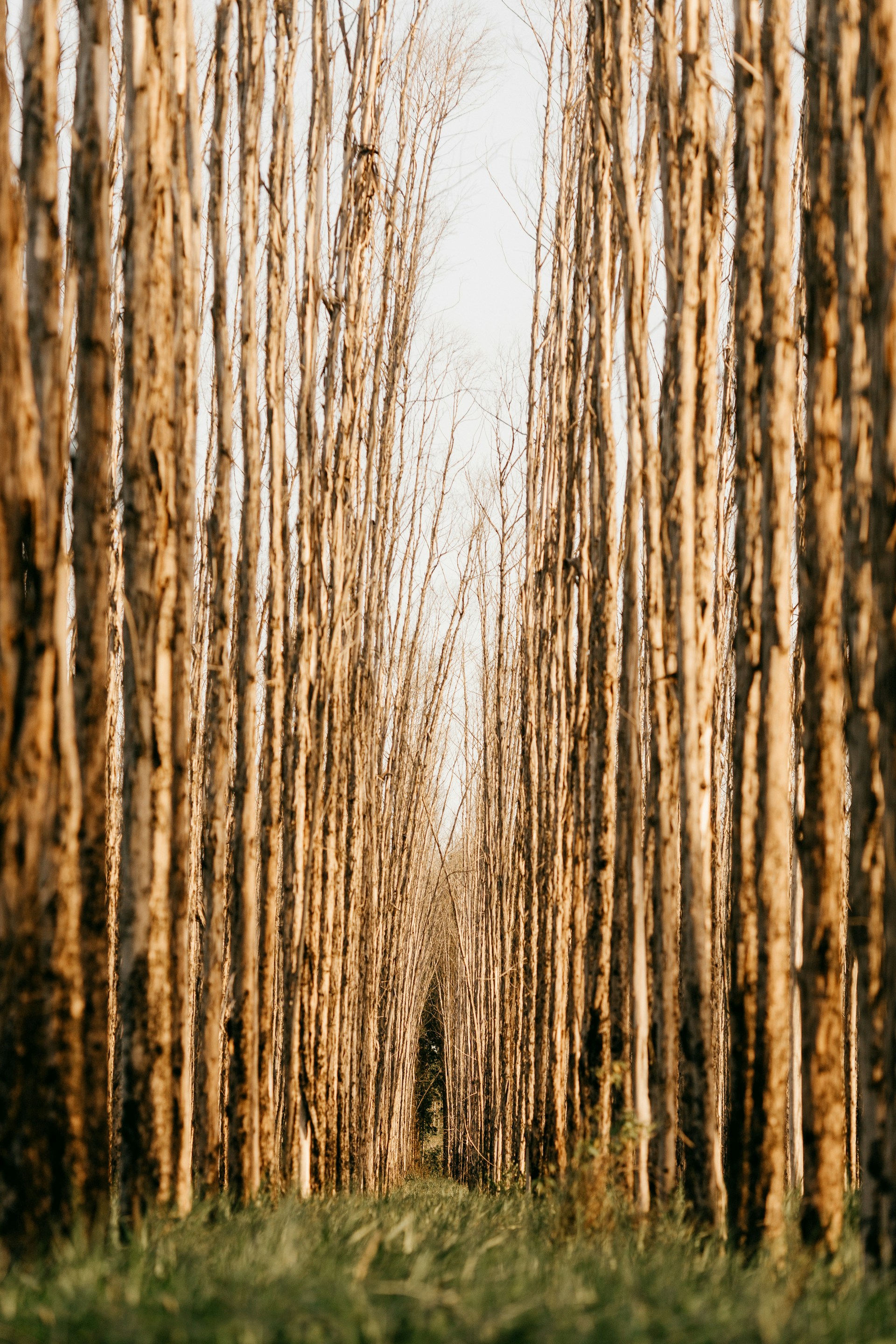 bare trees