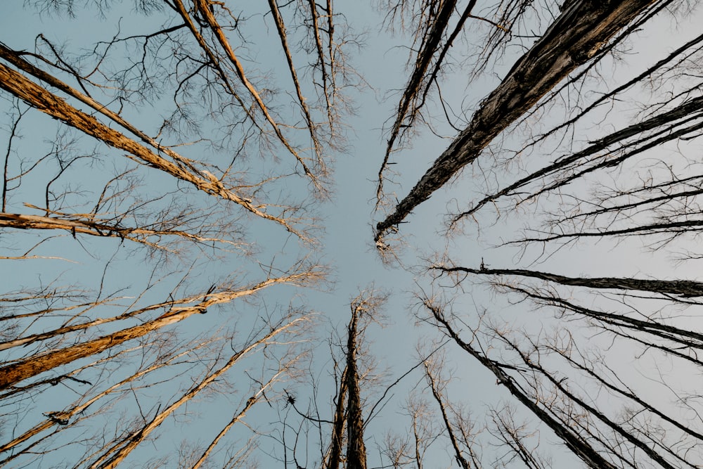 Unteransicht von Bäumen unter grauem Himmel