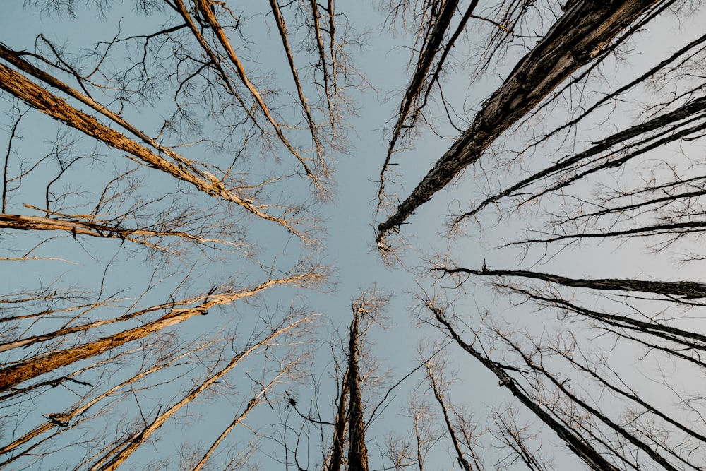 bottom view of trees under gray sky