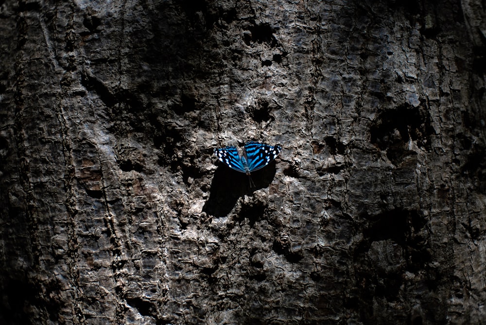 blue and black butterfly