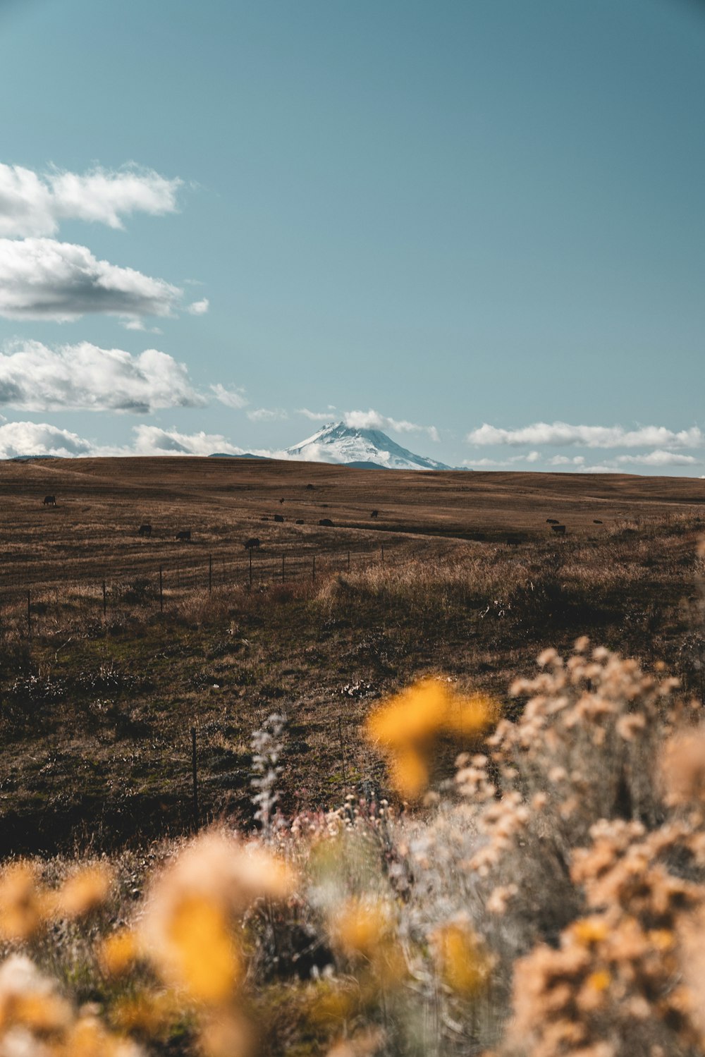 brown field