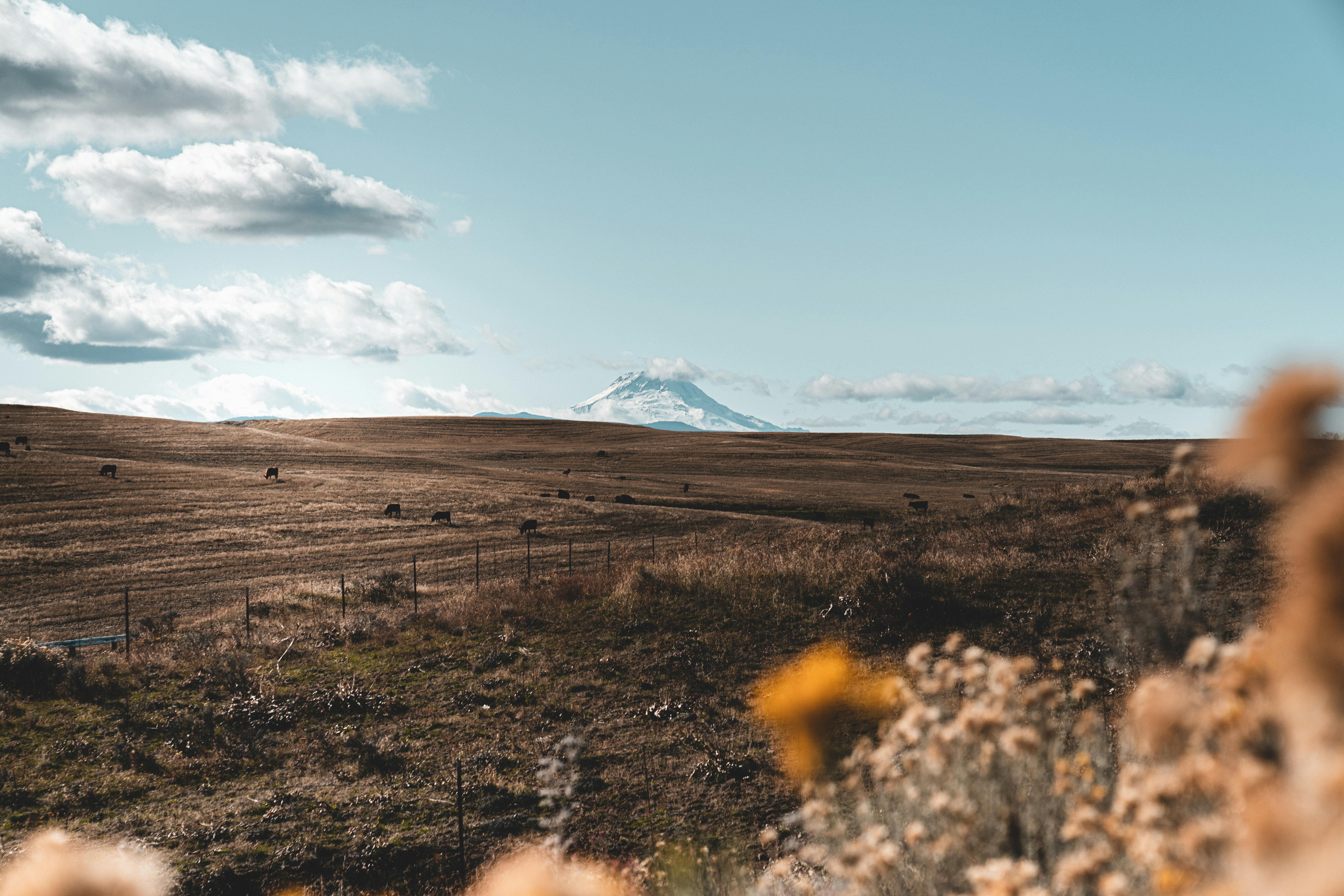 Photo by cameronstewart