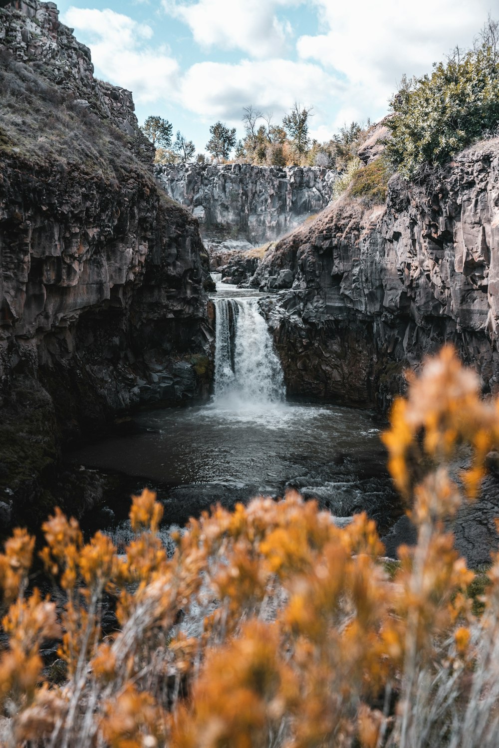 waterfalls on cliff near flowers and trees