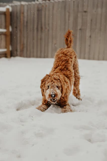 dog playing on snow near fence